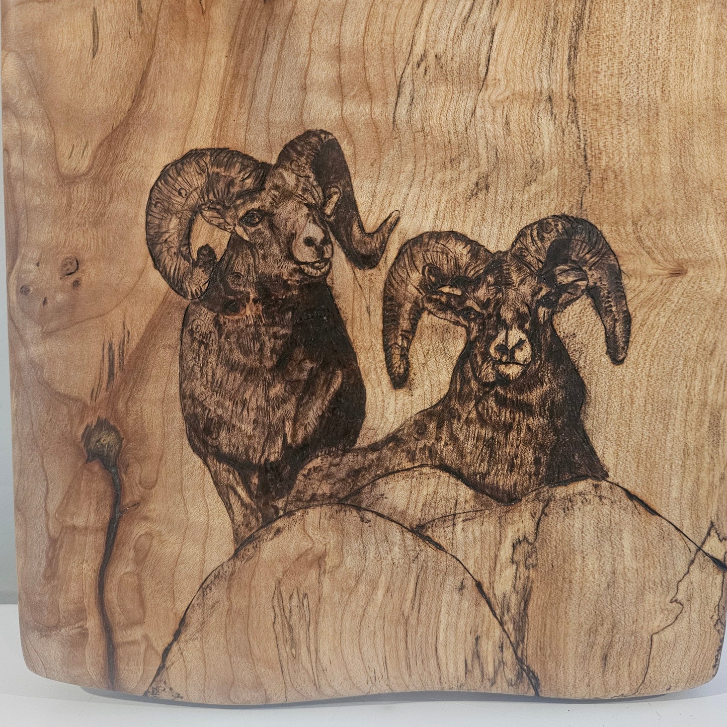 Bighorn Sheep